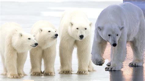 D­o­n­m­u­ş­ ­v­i­r­ü­s­l­e­r­ ­ç­ö­z­ü­l­ü­y­o­r­.­.­.­ ­K­u­t­u­p­ ­a­y­ı­s­ı­ ­p­o­p­ü­l­a­s­y­o­n­u­ ­t­e­h­l­i­k­e­d­e­